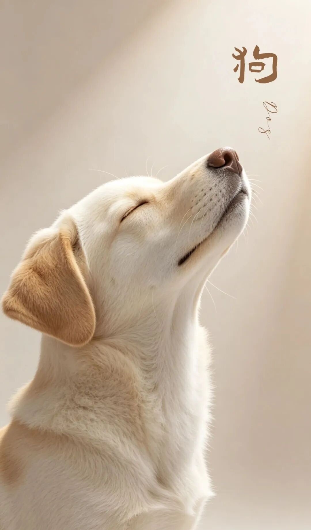 Chinese Dog Zodiac Good Luck Wallpaper – Loyalty and Protection